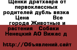 Щенки дратхаара от первоклассных  родителей(дубль вязка) › Цена ­ 22 000 - Все города Животные и растения » Собаки   . Ненецкий АО,Вижас д.